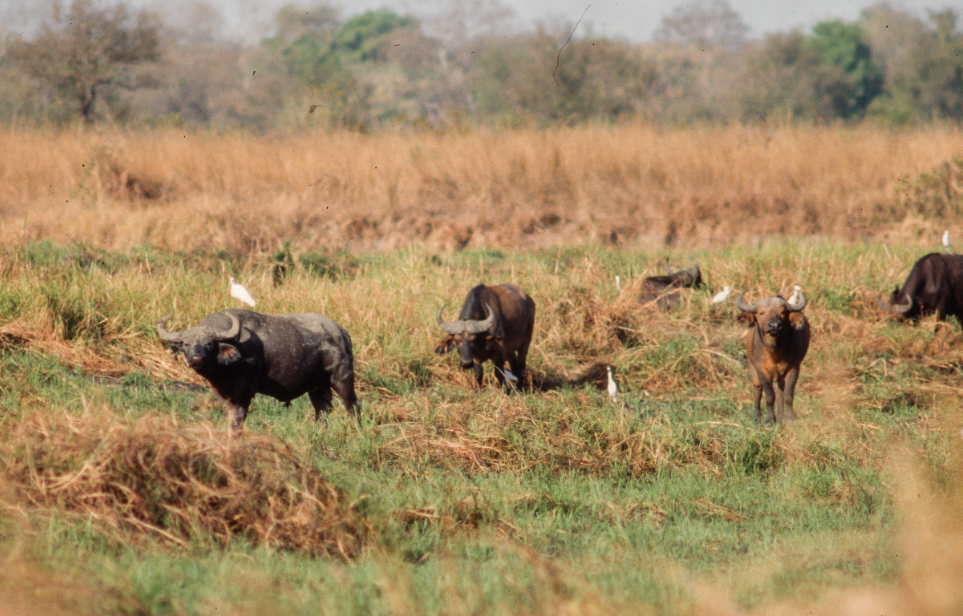 Bamingui-Bangoran National Park, Bamingui-Bangoran Prefecture (North), Central African Republic